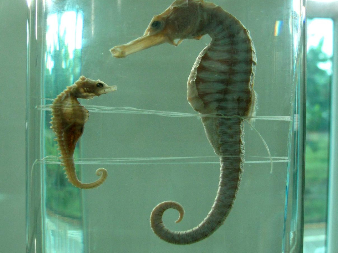 海洋大学水生生物博物馆-湛江市必去景点