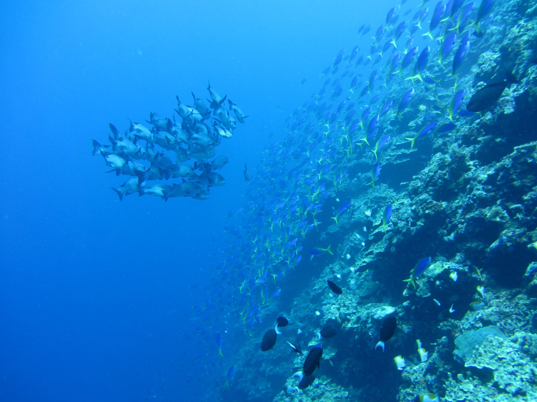 Dive Cal景点图片