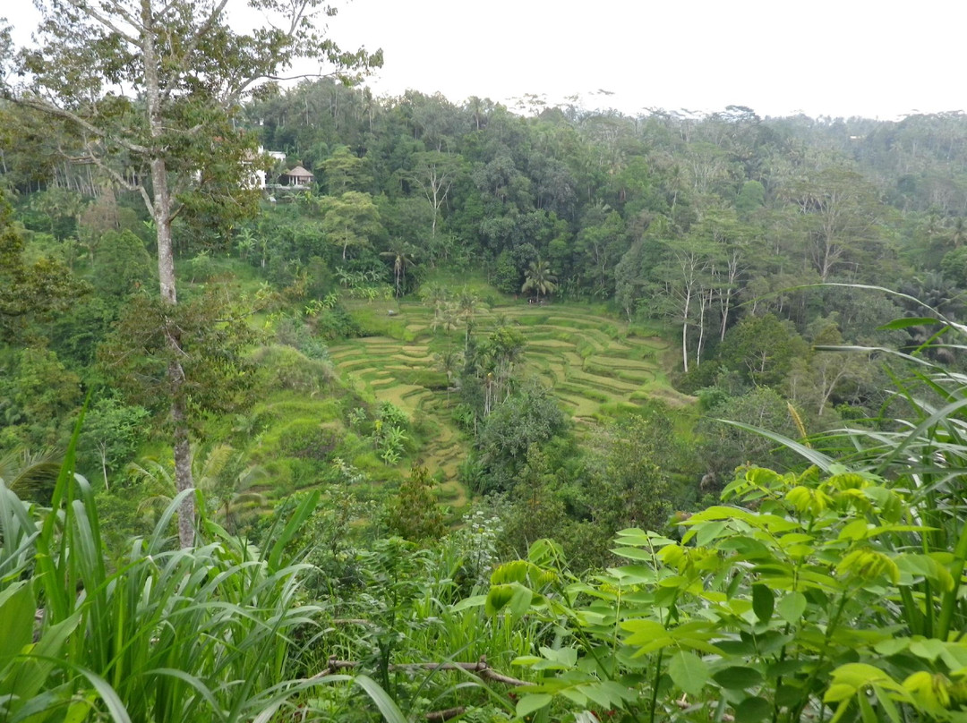 Bali Pulina Coffee Plantation-吉安雅必去景点