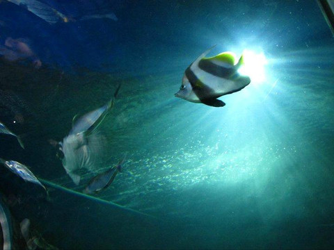 Istanbul Sea Life Aquarium-伊斯坦布尔必去景点