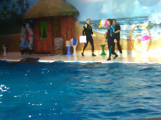 迪拜海豚馆-迪拜必去景点