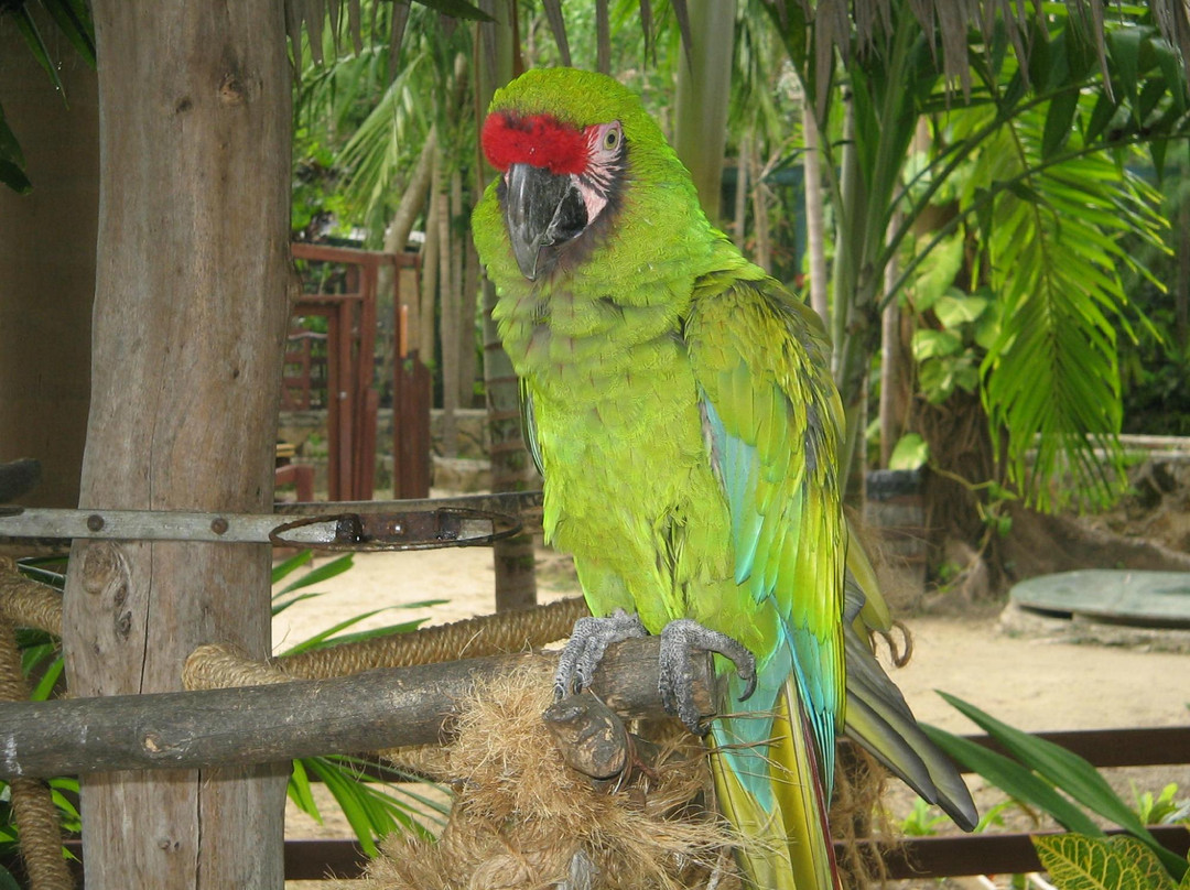 Ardastra Gardens & Wildlife Conservation Centre-拿骚必去景点