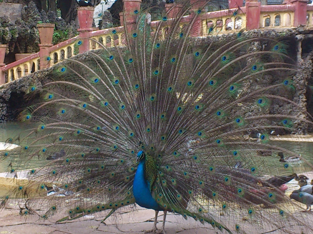 Le Jardin d'Essai du Hamma景点图片