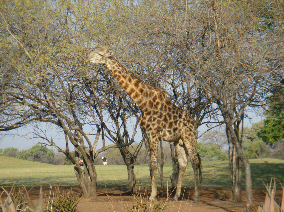 Hans Merensky Golf Estate-伐拉博瓦必去景点
