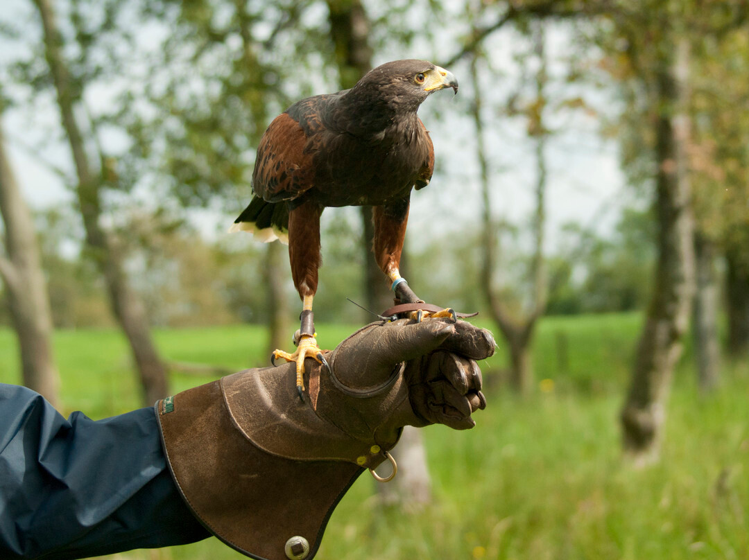Loch Lomond Bird Of Prey Centre-Balloch必去景点