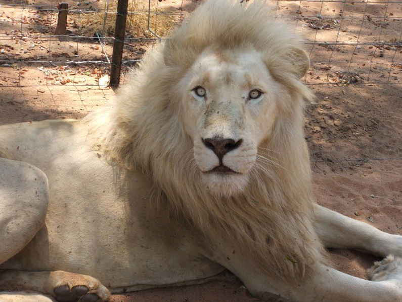 Mama Tau White Lions Breeding Project-水堡必去景点
