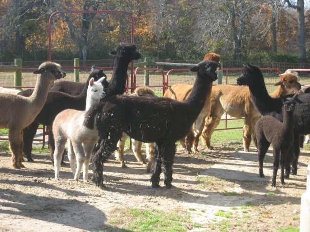 Bay Springs Farm Alpacas景点图片