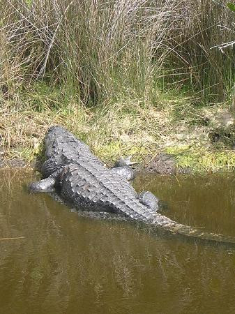 Merritt Island National Wildlife Refuge-Merritt Island必去景点