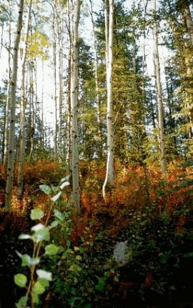 Crescent Lake Hiking Trail