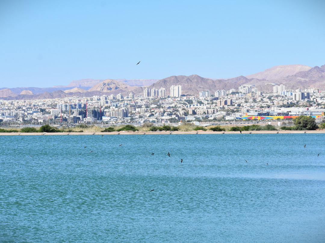 Aqaba Bird Observatory-亚喀巴必去景点