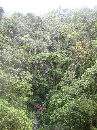 Arenal Hanging Bridges景点图片