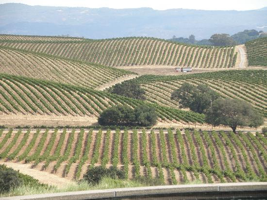 阿尔特萨酒庄-纳帕必去景点