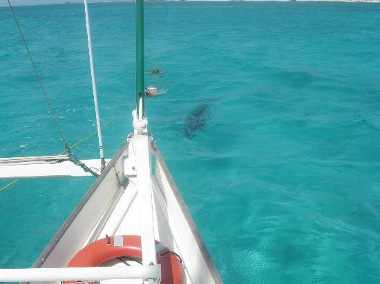 Sail Beluga-普罗维登西亚莱斯必去景点