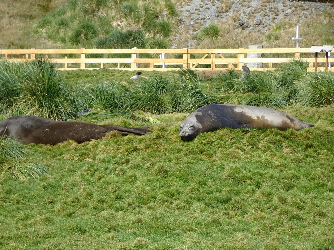 Shackleton's Grave-Grytviken必去景点