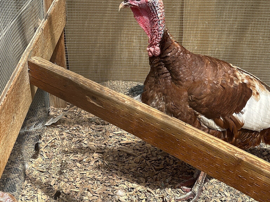 车夫历史农场-盐湖城必去景点