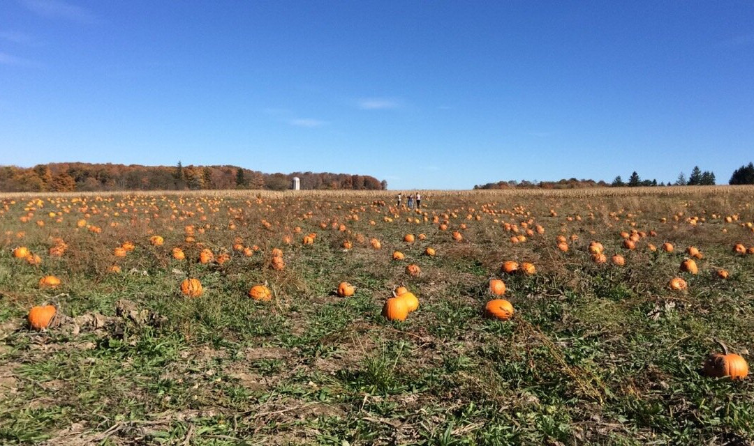 Cullen Pumpkin Farm景点图片