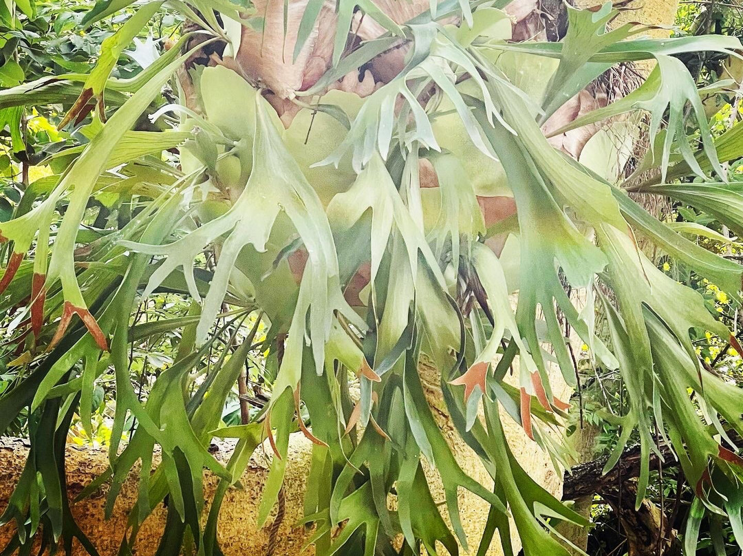 Collection O Amate del Rio主图