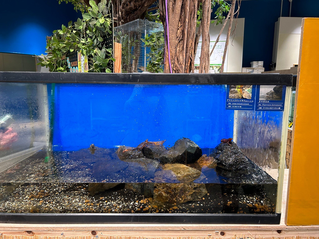 Amami Marine Exhibition Hall-奄美市必去景点