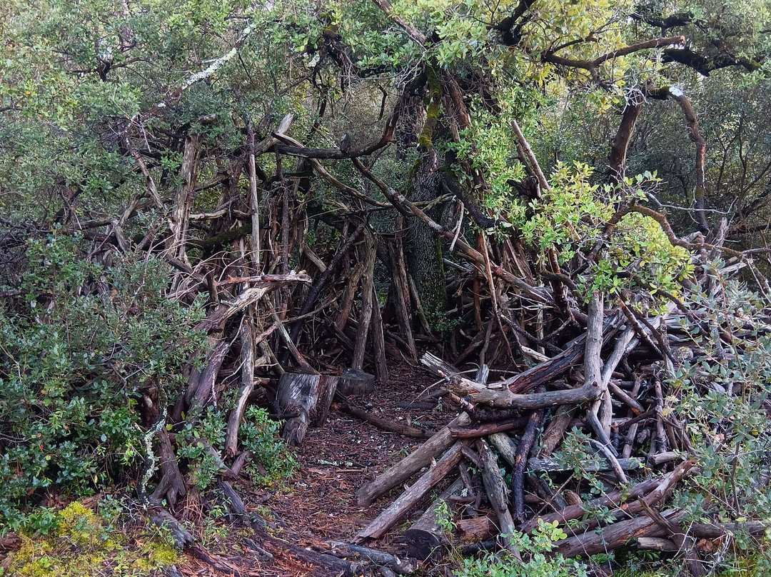 Forêt domaniale des Pays-de-Monts-Saint-Hilaire-de-Riez必去景点