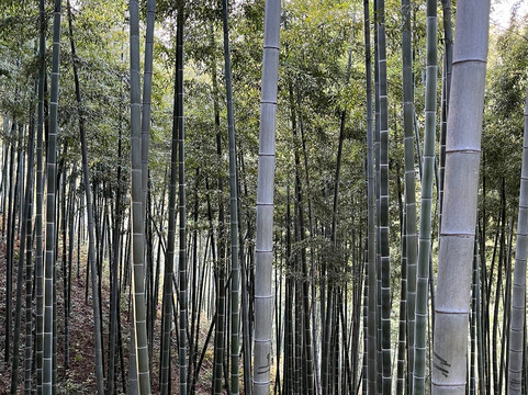 中国大竹海-安吉县必去景点