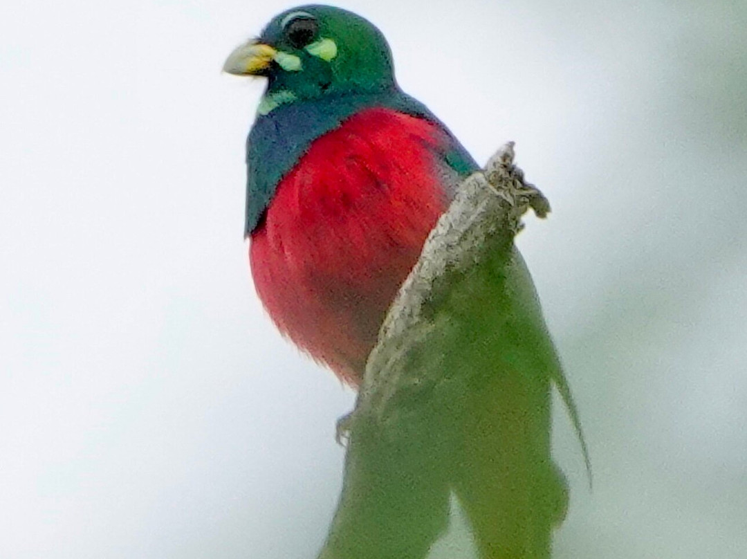 St Lucia Birding Tours- Ian Ferreira-圣露西亚必去景点