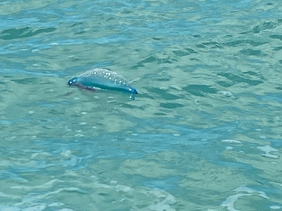 Tropic Water Sports-拉哥岛必去景点