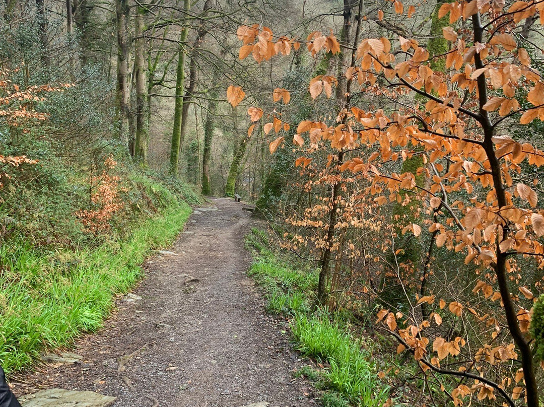 Cotehele and Metherell circular walk景点图片