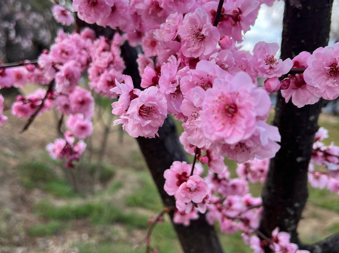 南迦巴瓦峰-林芝县必去景点