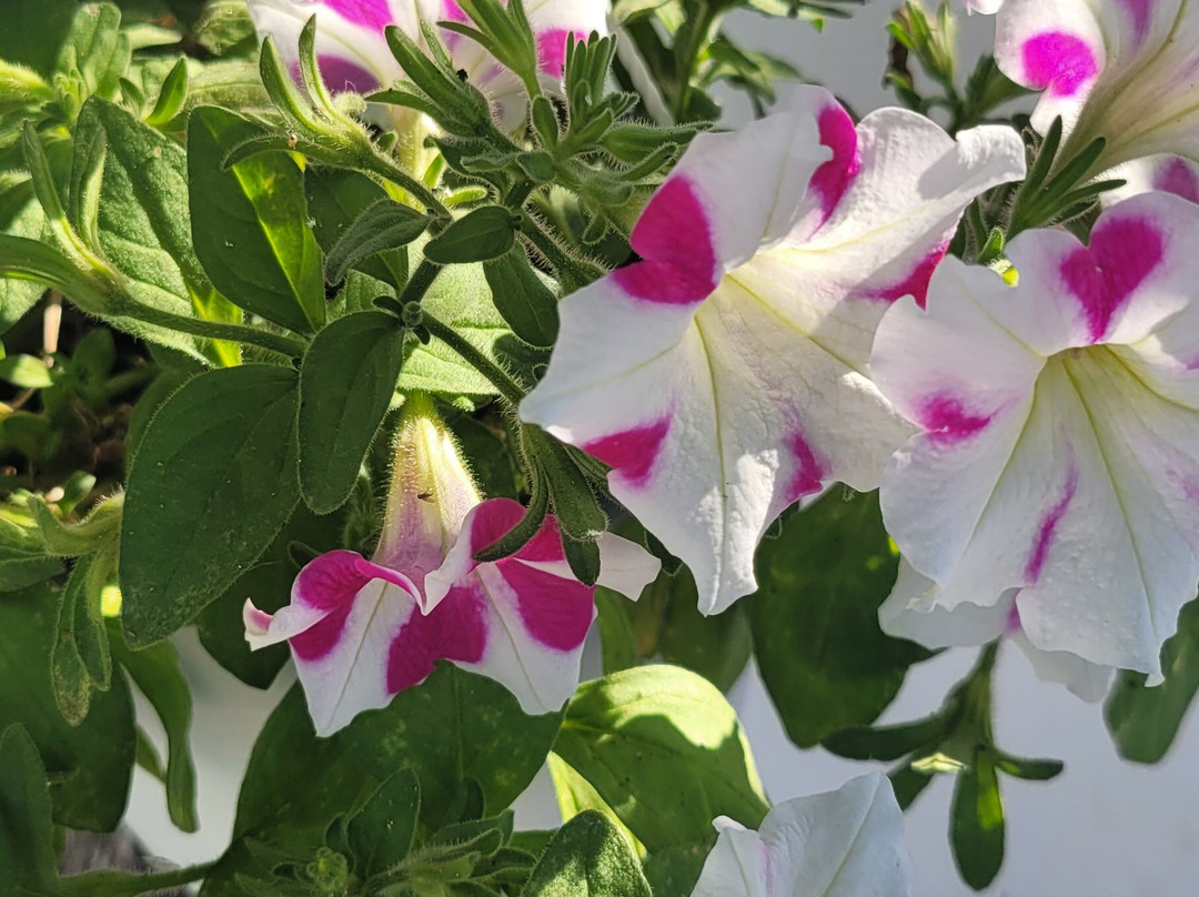 Evagelina Hotel主图