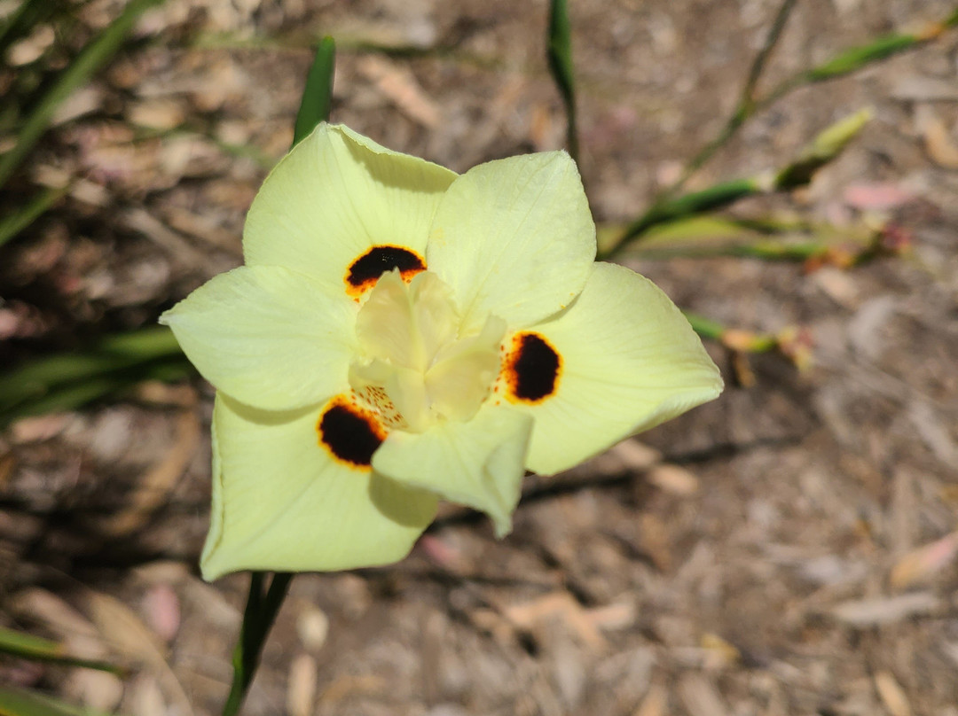 Alta Vista Botanical Gardens-维斯塔必去景点