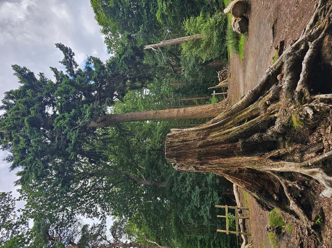 Nesscliffe Country Park-Nesscliffe必去景点