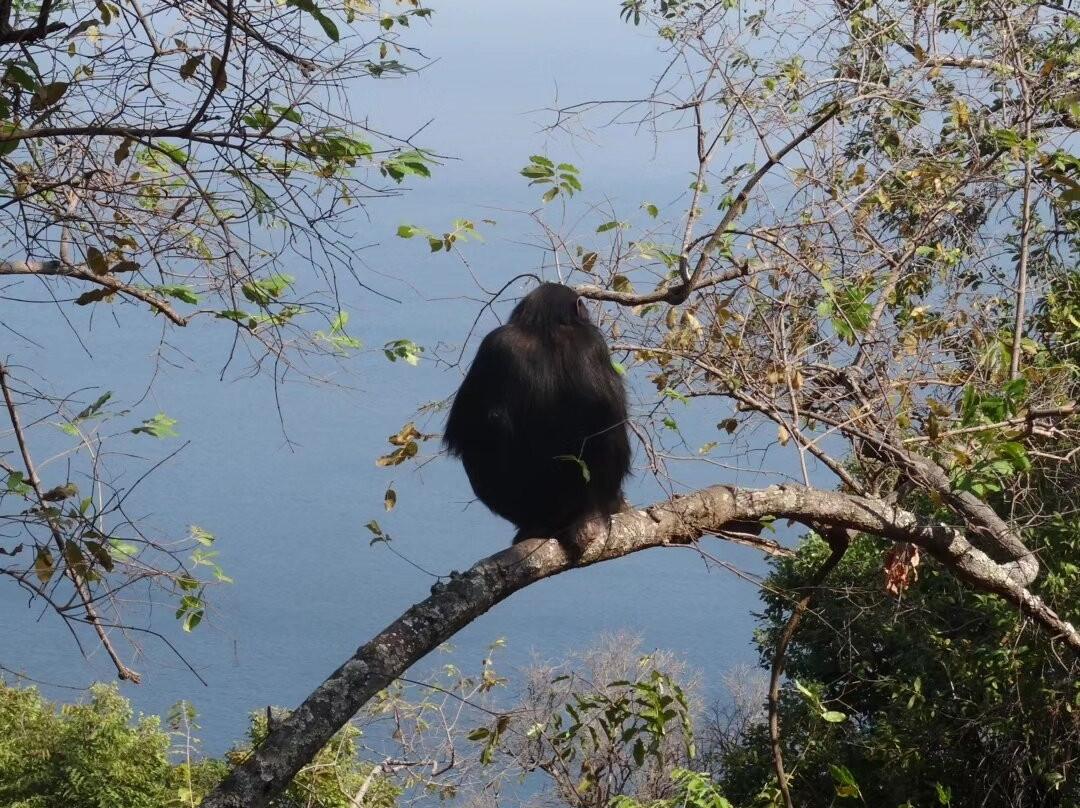 Gombe Safari-Kigoma必去景点