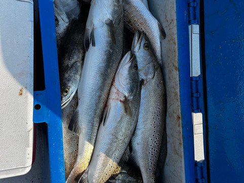 Underdog Fishing Charters-Dauphin Island必去景点