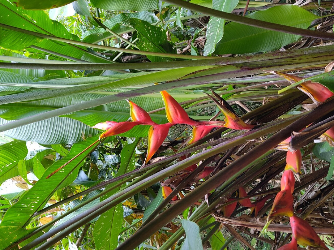 Sentier du Rorota-Remire-Montjoly必去景点