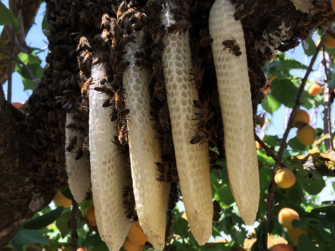 Corfu Beekeeping Vasilakis-Vatos必去景点
