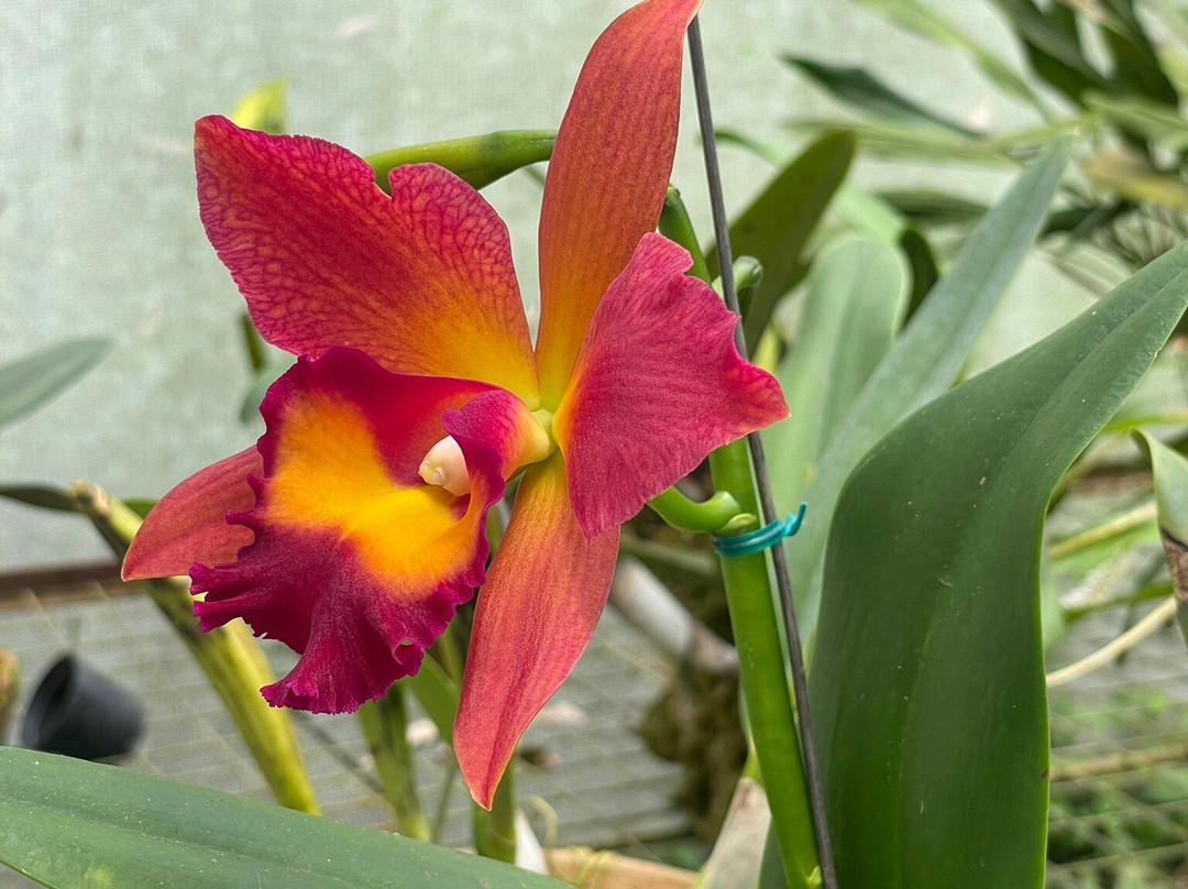 Orchids & Birds Finca Romelia-Manizales必去景点