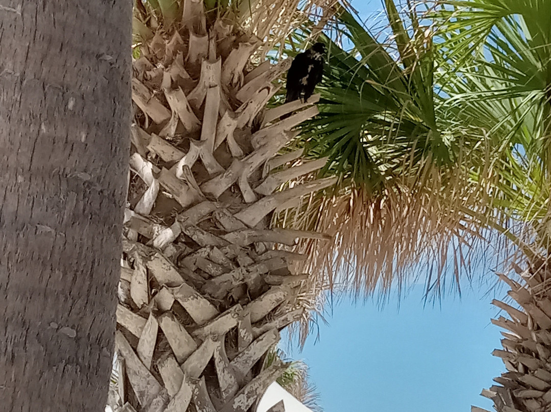 Andy Romano Beachfront Park-奥蒙德海滩必去景点