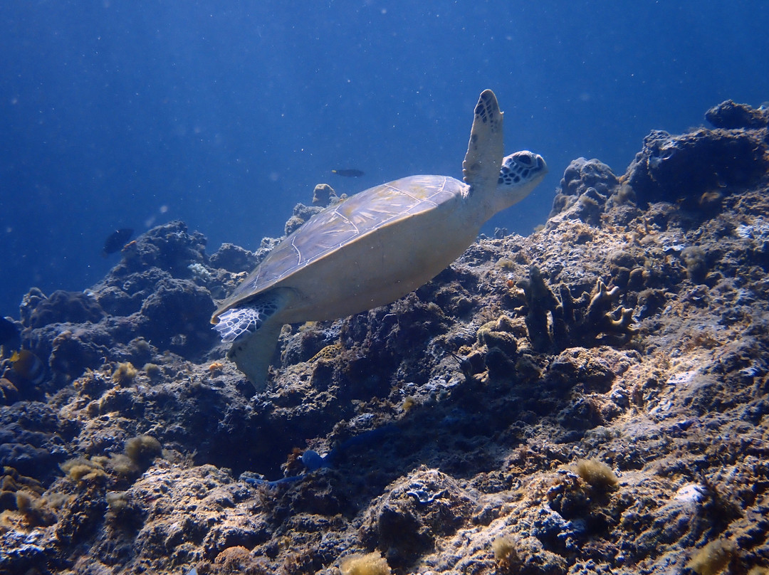 Turtle Divers-爱妮岛必去景点