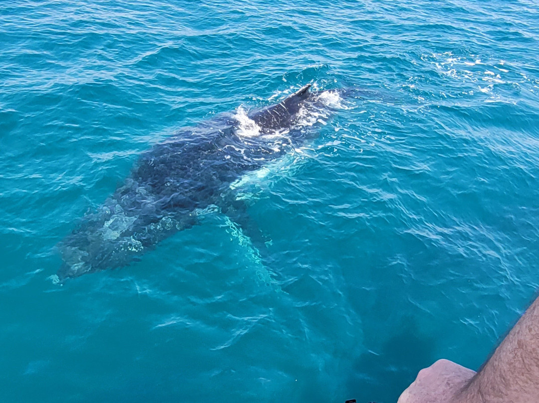 Whalesong Cruises景点图片