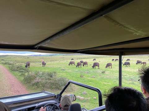 BokBus Garden Route Adventure Tours - Day Tours-木湾必去景点