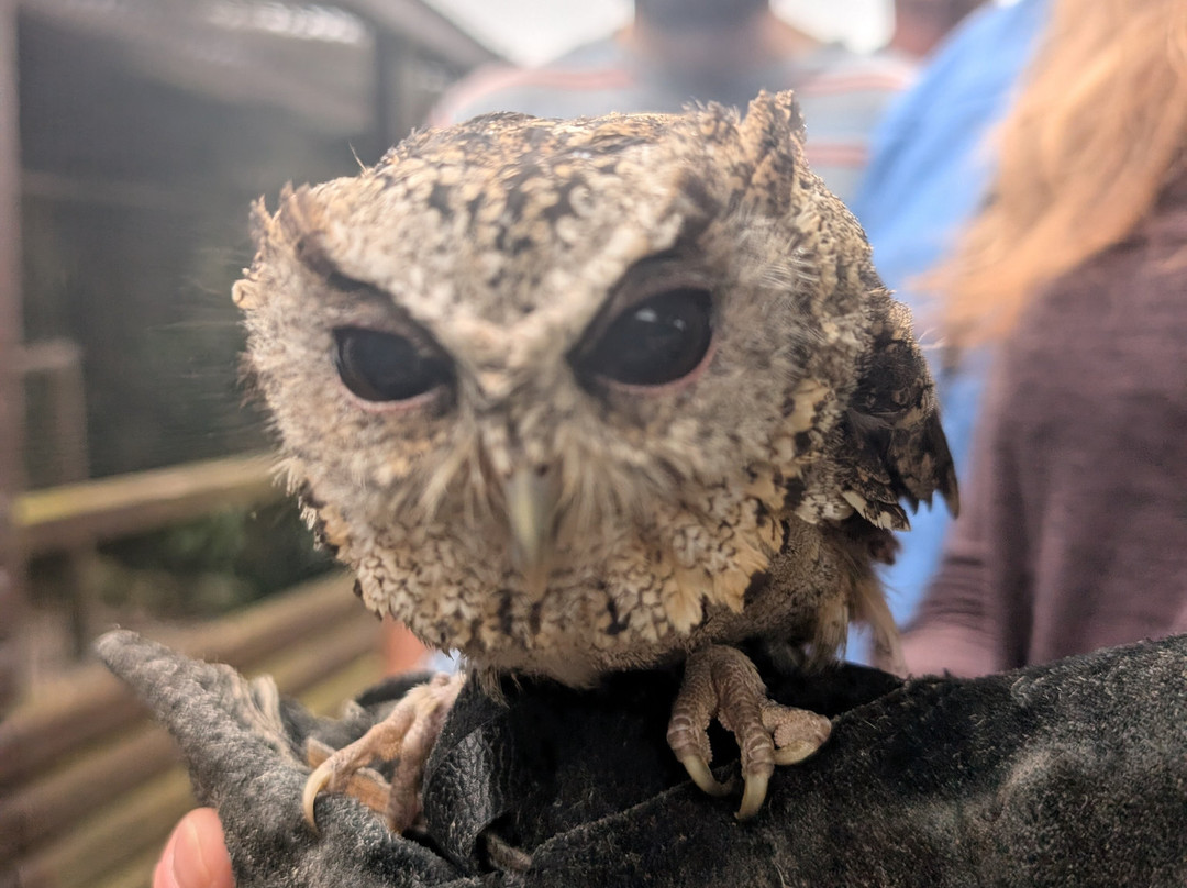 The Owls Trust景点图片