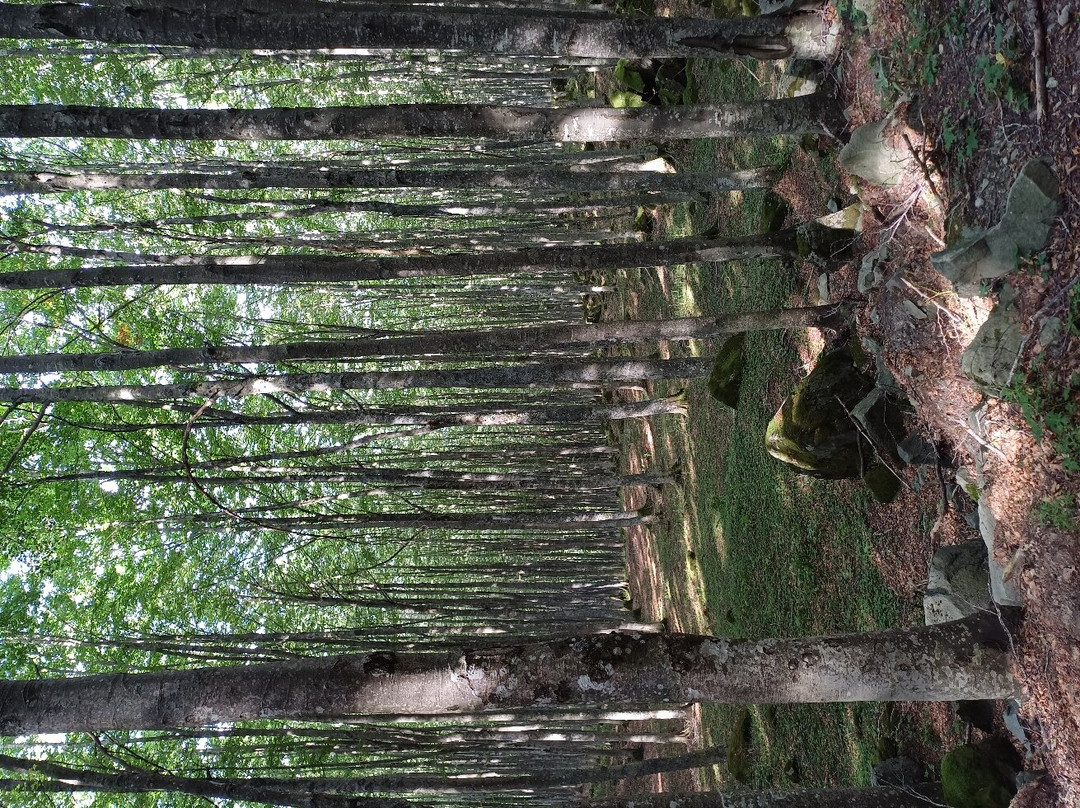 Sorgente dell'Arno景点图片