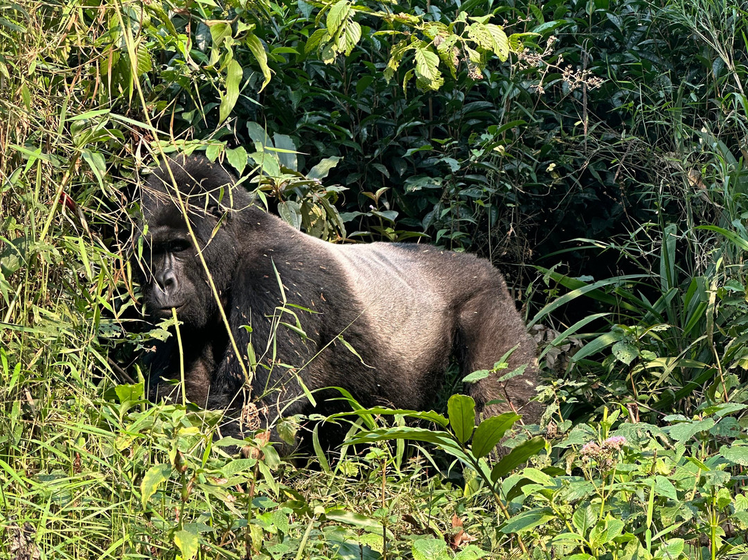 Ubuntu Voyages-Goma必去景点