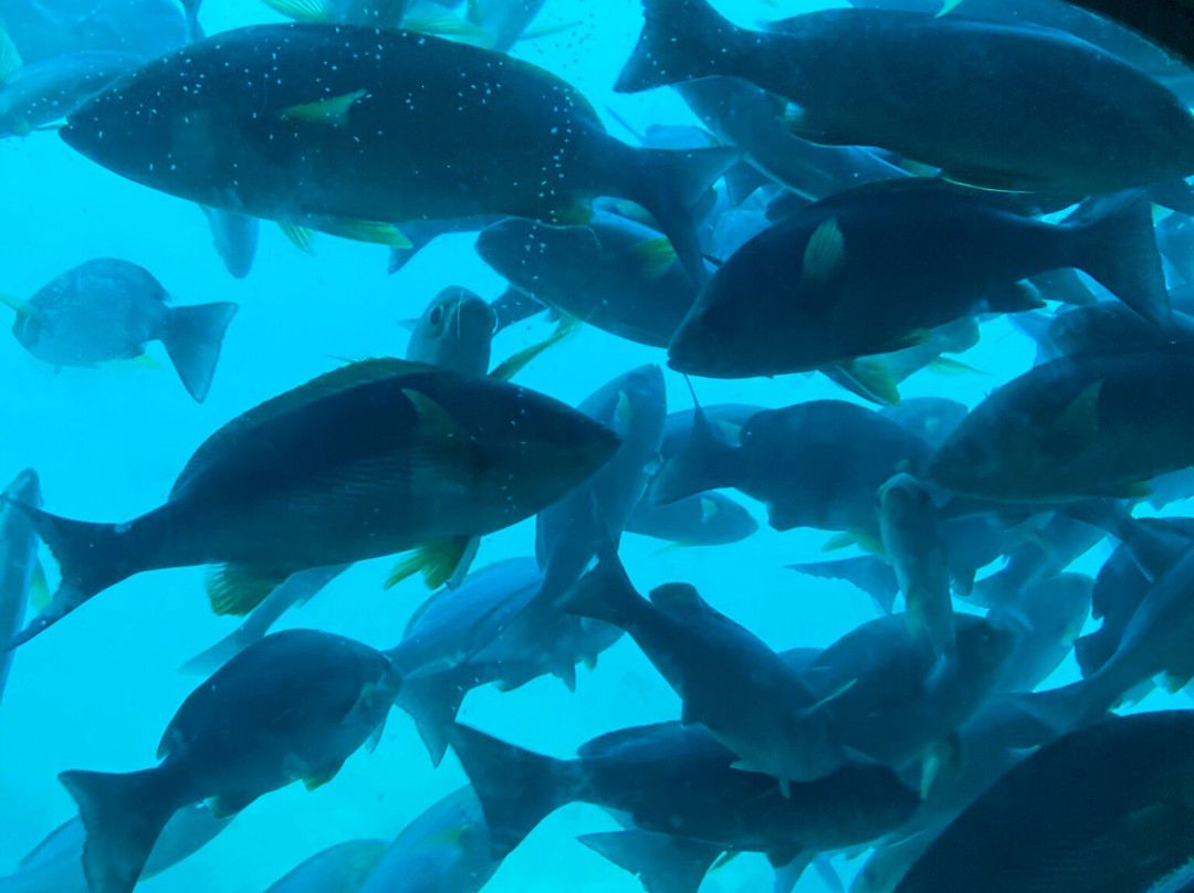 Katsuura Undersea Park-胜浦市必去景点