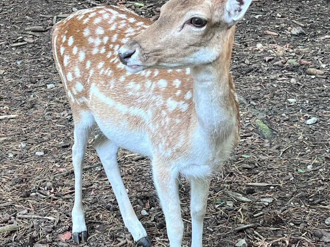 Wildpark Schwarze Berge-罗森加滕必去景点