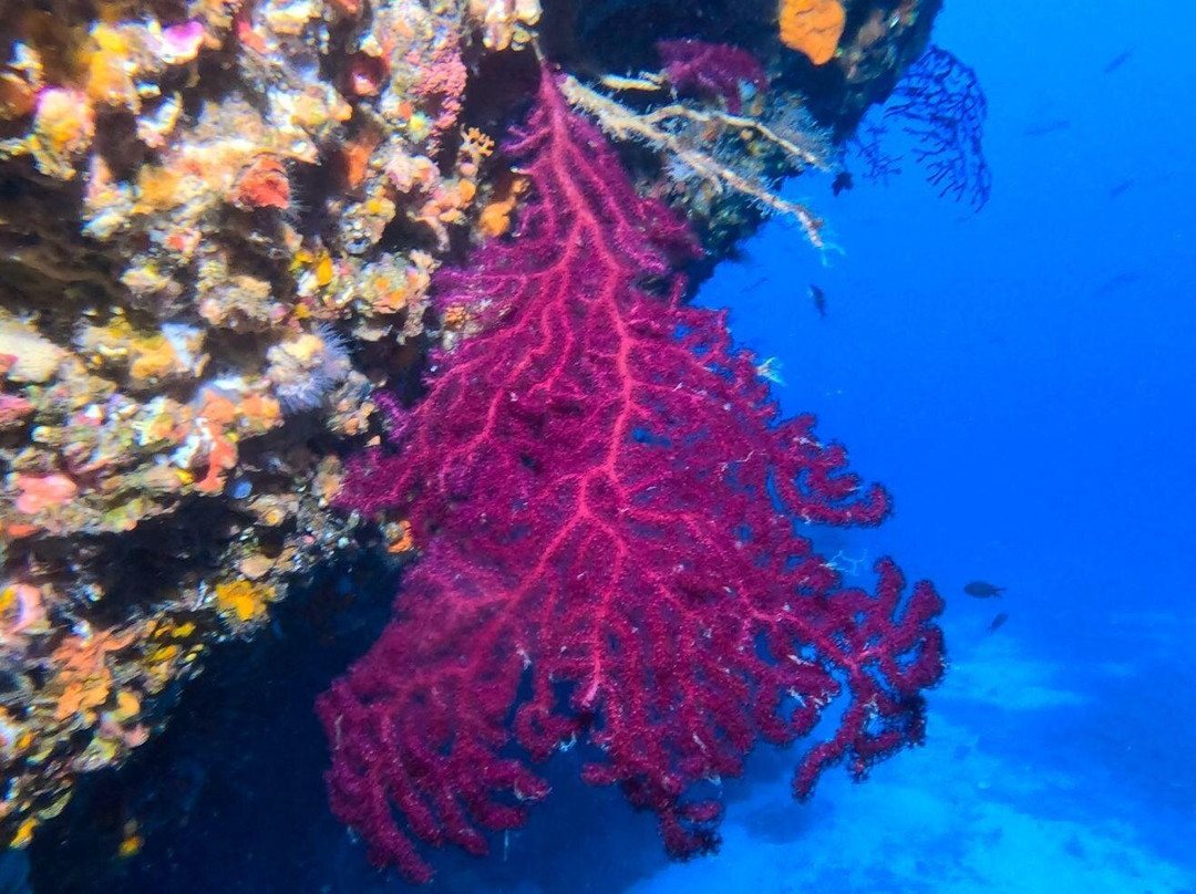 Blu Tek Diving景点图片