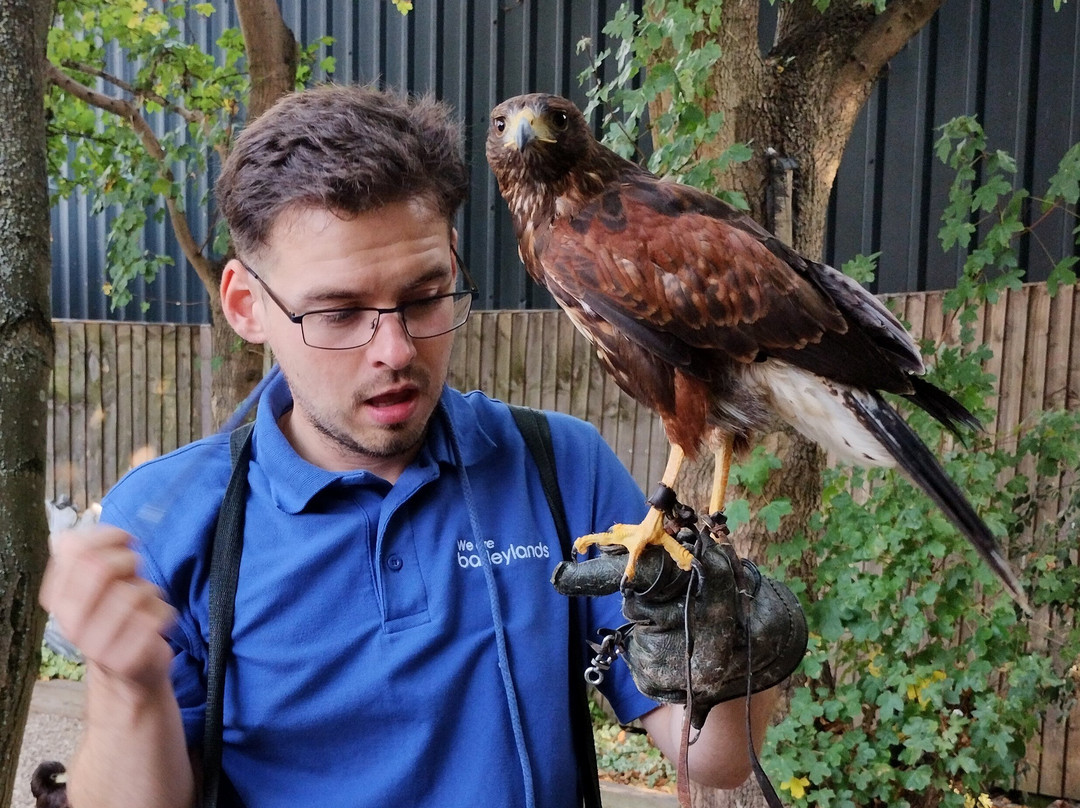 Imperial Bird of Prey Academy景点图片
