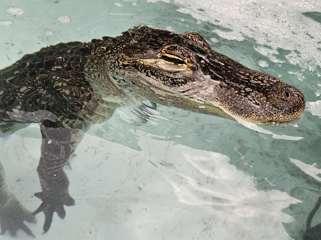 Crocs R Us-Filton必去景点