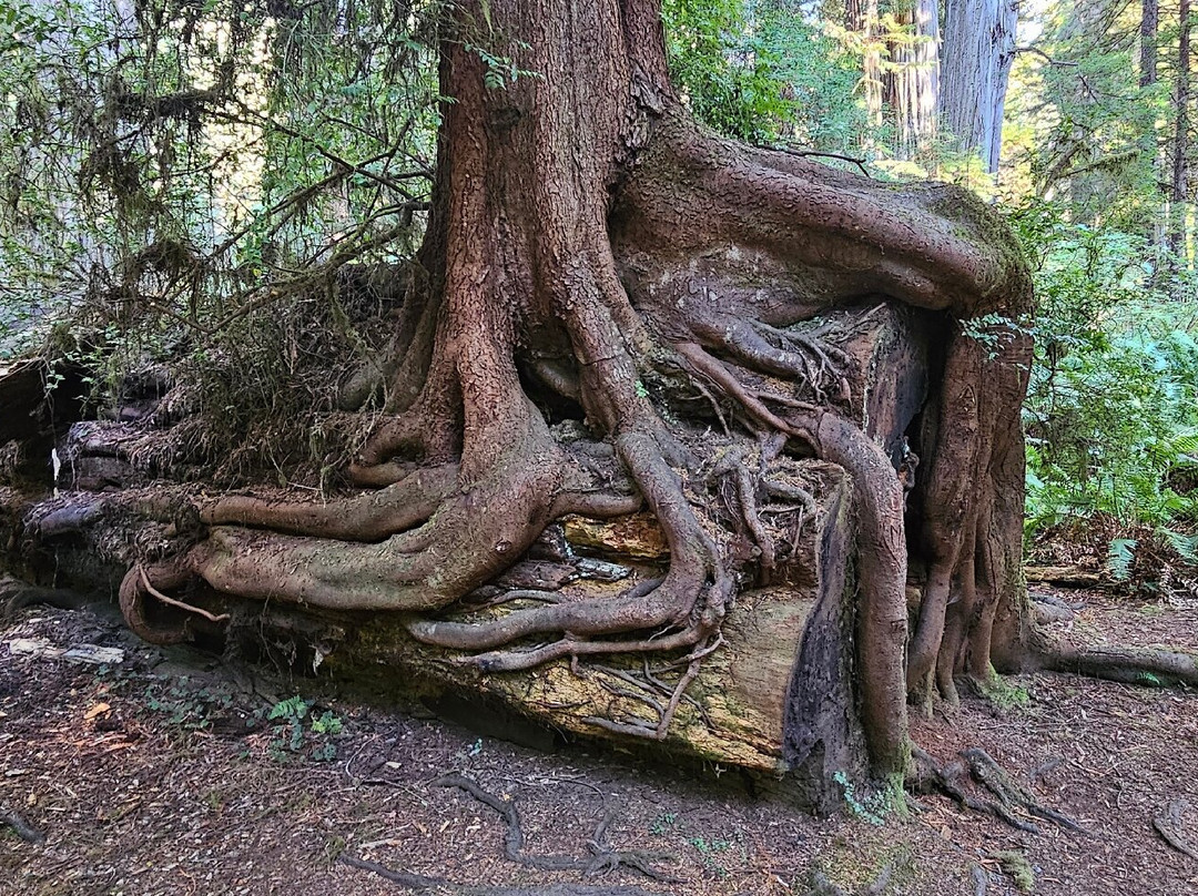 Prairie Creek Redwoods State Park景点图片