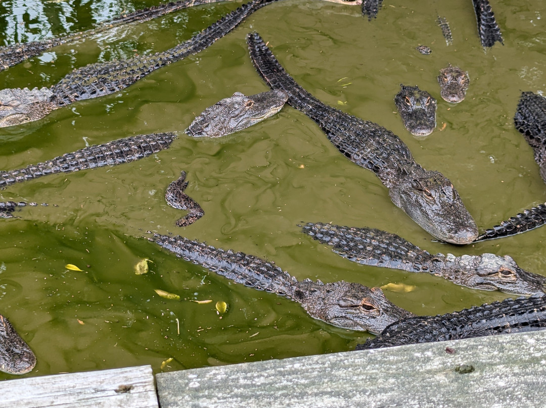 Critchlow Alligator Sanctuary景点图片